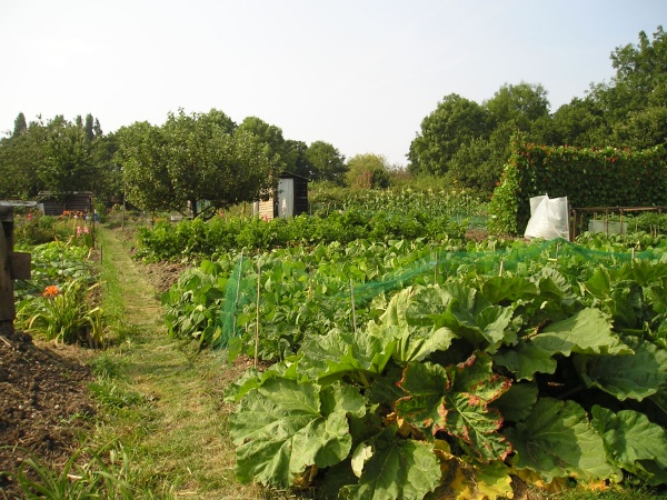 roding road allotments 2 by ann andrews.jpg